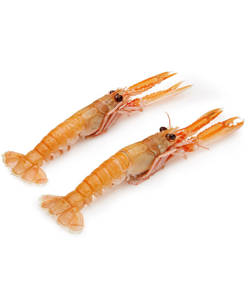 Wild Langoustines